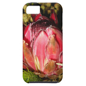Protea Flower iPhone 5 Cover
