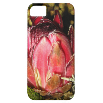 Protea Flower iPhone 5 Covers