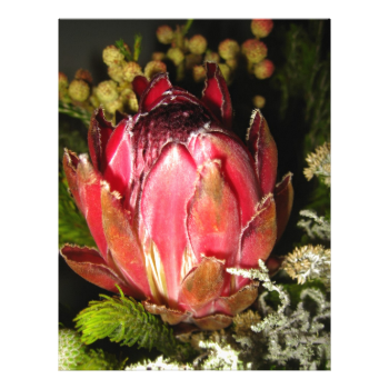Protea Flower Letterhead Template