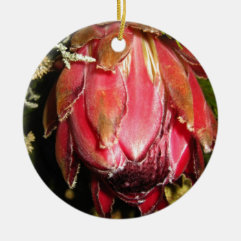 Protea Flower Ornaments