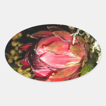 Protea Flower Oval Sticker