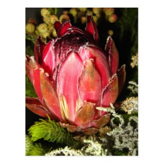 Protea Flower Postcard