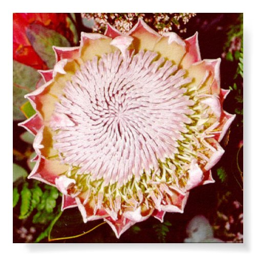 Protea Flower print