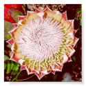 Protea Flower posters