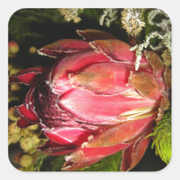 Protea Flower Square Sticker
