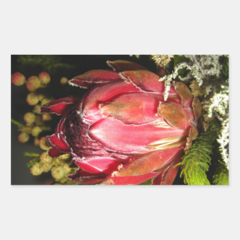 Protea Flower Sticker