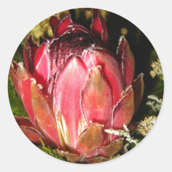 Protea Flower Stickers