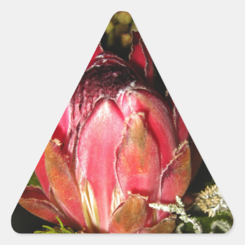 Protea Flower Triangle Sticker