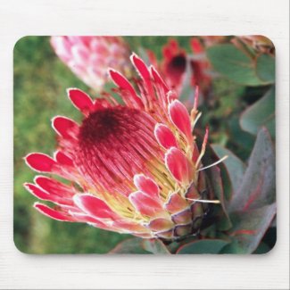 protea mousepad mousepad