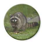 "PROTECT OUR WILD PLACES" Raccoon Magnets