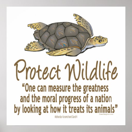 Protect Sea Turtles Poster | Zazzle