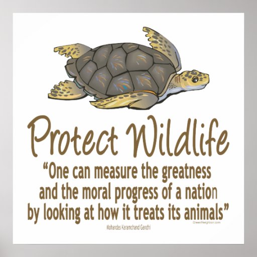 Protect Sea Turtles Posters