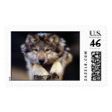 Protect the Wild postage