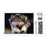 Protect the Wild postage