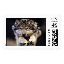Protect the Wild postage