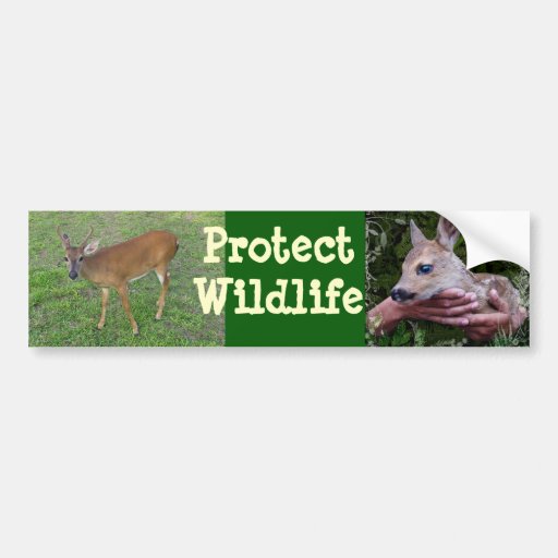Protect Wildlife Bumper Sticker Zazzle