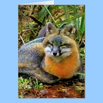 PROTECT WILDLIFE cards