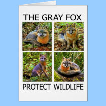 PROTECT WILDLIFE cards