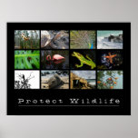 Protect Wildlife posters