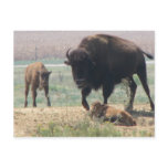 Protective Mama Post Cards