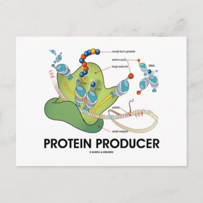 Producer In Biology