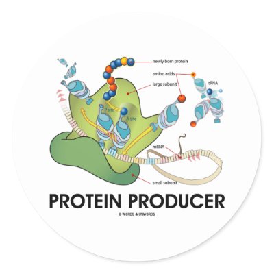 Producer In Biology