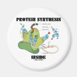 Protein Synthesis Inside (Cell Biology) Magnet