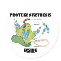 Protein Synthesis Inside (Cell Biology) Round Stickers