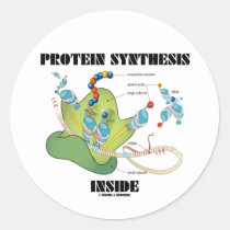 Protein Synthesis Inside (Cell Biology) Round Stickers