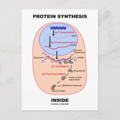 Translation Biology Steps