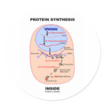 Protein Synthesis Inside (Cell Process Diagram) stickers