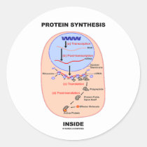Protein Synthesis Inside (Cell Process Diagram) Stickers