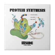 Protein Synthesis Inside (mRNA tRNA) Tiles