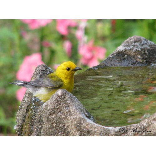 Prothonotary Bath III print