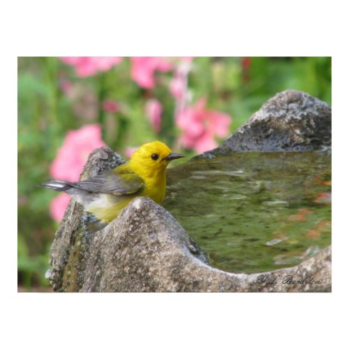 Prothonotary Bath III print