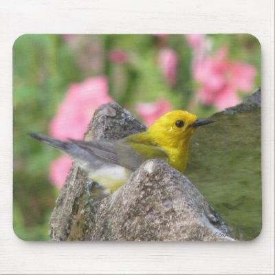 Prothonotary Bath Mousepad by naturegirl7