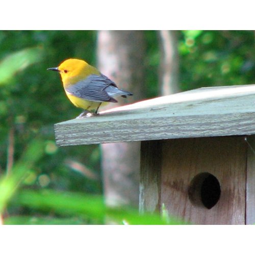 Prothonotary Claims Box Postcard postcard