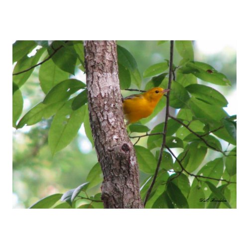 Prothonotary in Sourwood print