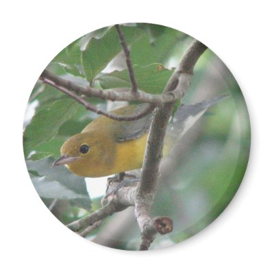 Prothonotary Magnet by naturegirl7