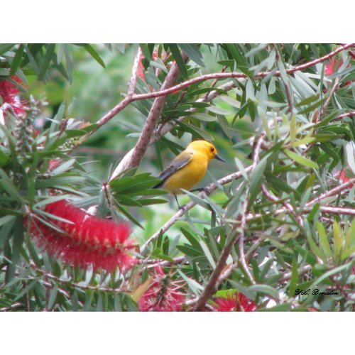 Prothonotary Male in Bottlebrush print