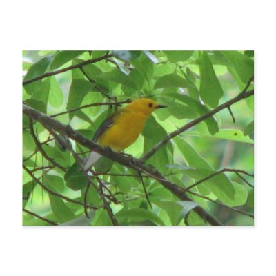 Prothonotary Male Postcard by naturegirl7