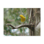 Prothonotary on Snag Postcard