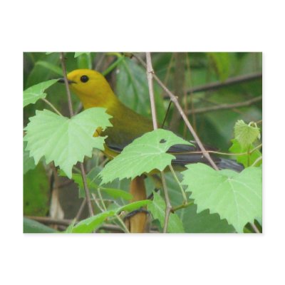 Prothonotary Peeking Postcard by naturegirl7