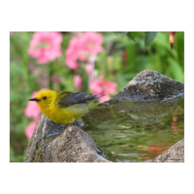 Prothonotary Post Bath Posters by naturegirl7
