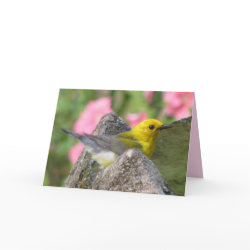 Prothonotary Warbler Bath Card card