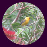 Prothonotary Warbler in Bottlebrush stickers