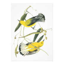 Prothonotary Warbler, John Audubon Personalized Invitation