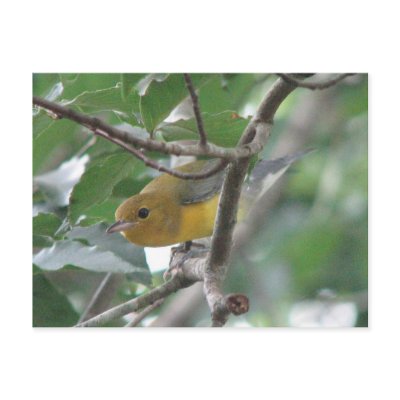 Prothonotary Warbler Postcard by naturegirl7