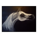Proud Arabian Stallion posters