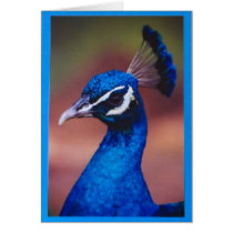 Proud as  A Peacock cards
